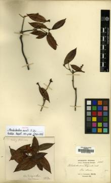 Type specimen at Edinburgh (E). Cavalerie, Pierre: 3886. Barcode: E00010339.