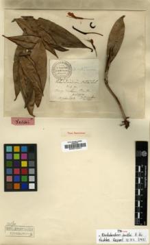 Type specimen at Edinburgh (E). Cavalerie, Pierre: 1074. Barcode: E00010341.
