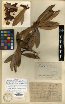 Type specimen at Edinburgh (E). Delavay, Pierre: 292. Barcode: E00010355.