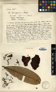 Type specimen at Edinburgh (E). Kingdon-Ward, Francis: 8251. Barcode: E00010360.