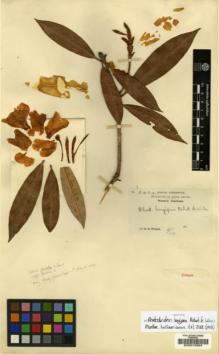 Type specimen at Edinburgh (E). Wilson, Ernest: 3424. Barcode: E00010364.