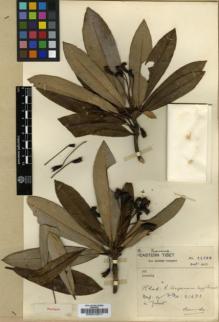 Type specimen at Edinburgh (E). Forrest, George: 22889. Barcode: E00010371.