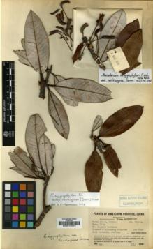 Type specimen at Edinburgh (E). Steward, Albert; Chiao, Chi; Cheo, H.: 499. Barcode: E00010375.