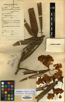 Type specimen at Edinburgh (E). Fang, W.: 432. Barcode: E00010376.