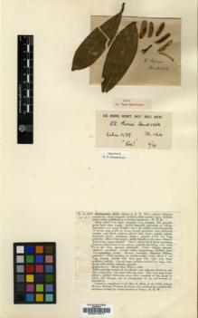 Type specimen at Edinburgh (E). Wilson, Ernest: 5139. Barcode: E00010377.