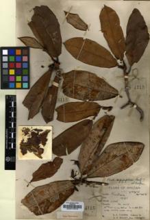 Type specimen at Edinburgh (E). Cooper, Roland: 4115. Barcode: E00010378.