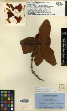 Type specimen at Edinburgh (E). Ludlow, Frank; Sherriff, George: 3075. Barcode: E00010380.