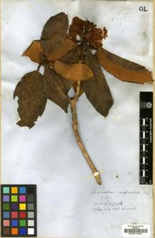 Type specimen at Edinburgh (E). Wallich, Nathaniel: 756A. Barcode: E00010381.