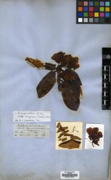 Type specimen at Edinburgh (E). Hooker, Joseph: . Barcode: E00010382.