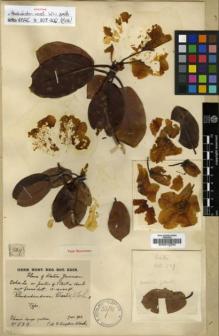 Type specimen at Edinburgh (E). Kingdon-Ward, Francis: 529. Barcode: E00010392.