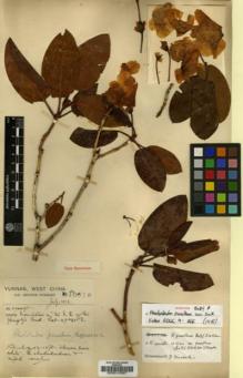 Type specimen at Edinburgh (E). Forrest, George: 10616. Barcode: E00010397.