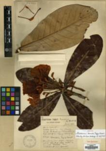 Type specimen at Edinburgh (E). Forrest, George: 21870. Barcode: E00010400.