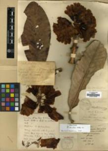 Type specimen at Edinburgh (E). Maire, Edouard-Ernest: . Barcode: E00010409.