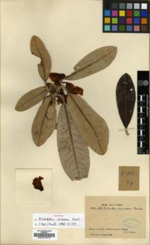 Type specimen at Edinburgh (E). Soulié, Jean: 1022. Barcode: E00010412.
