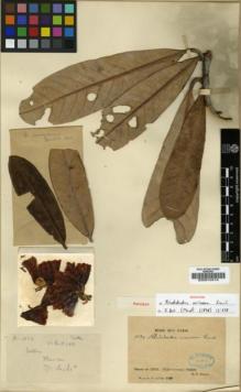 Type specimen at Edinburgh (E). Soulié, Jean: 1024. Barcode: E00010414.