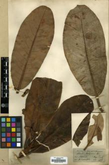 Type specimen at Edinburgh (E). Hooker, Joseph: . Barcode: E00010415.