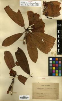 Type specimen at Edinburgh (E). Farges, Paul: . Barcode: E00010418.