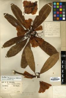 Type specimen at Edinburgh (E). Wilson, Ernest: 17. Barcode: E00010419.
