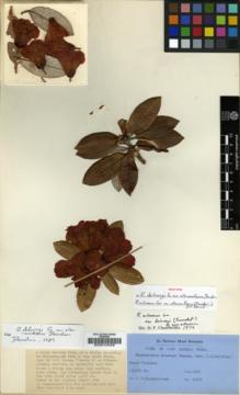 Type specimen at Edinburgh (E). Kingdon-Ward, Francis: 21976. Barcode: E00010428.