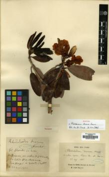 Type specimen at Edinburgh (E). Delavay, Pierre: . Barcode: E00010432.