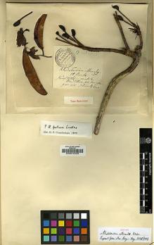 Type specimen at Edinburgh (E). Cavalerie, Pierre: 3923. Barcode: E00010439.