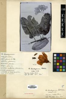 Type specimen at Edinburgh (E). Wilson, Ernest: 5738. Barcode: E00010443.