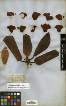 Type specimen at Edinburgh (E). Hooker, Joseph; Thomson, Thomas: . Barcode: E00010453.