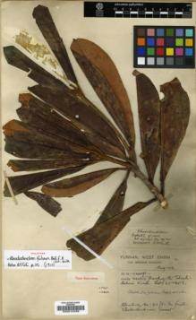 Type specimen at Edinburgh (E). Forrest, George: 8989. Barcode: E00010456.