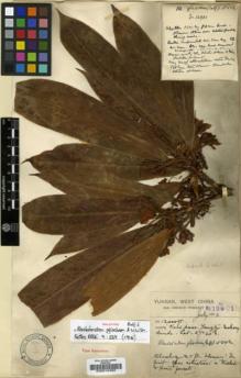 Type specimen at Edinburgh (E). Forrest, George: 12901. Barcode: E00010463.