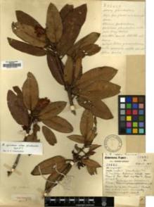 Type specimen at Edinburgh (E). Forrest, George: 26425. Barcode: E00010464.