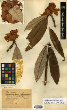 Type specimen at Edinburgh (E). Maire, Edouard-Ernest: . Barcode: E00010473.