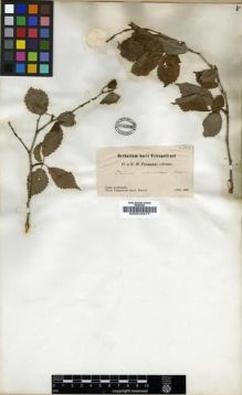 Type specimen at Edinburgh (E). Przewalski, Nikolai: 187. Barcode: E00010477.