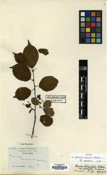 Type specimen at Edinburgh (E). Wilson, Ernest: 182. Barcode: E00010482.