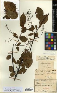 Type specimen at Edinburgh (E). Faurie, Urbain: 331. Barcode: E00010490.