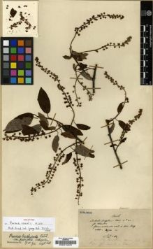 Type specimen at Edinburgh (E). Maire, Edouard-Ernest: . Barcode: E00010491.