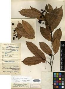 Type specimen at Edinburgh (E). Fang, W.: 1314. Barcode: E00010496.