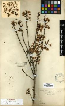 Type specimen at Edinburgh (E). Maire, Edouard-Ernest: . Barcode: E00010498.