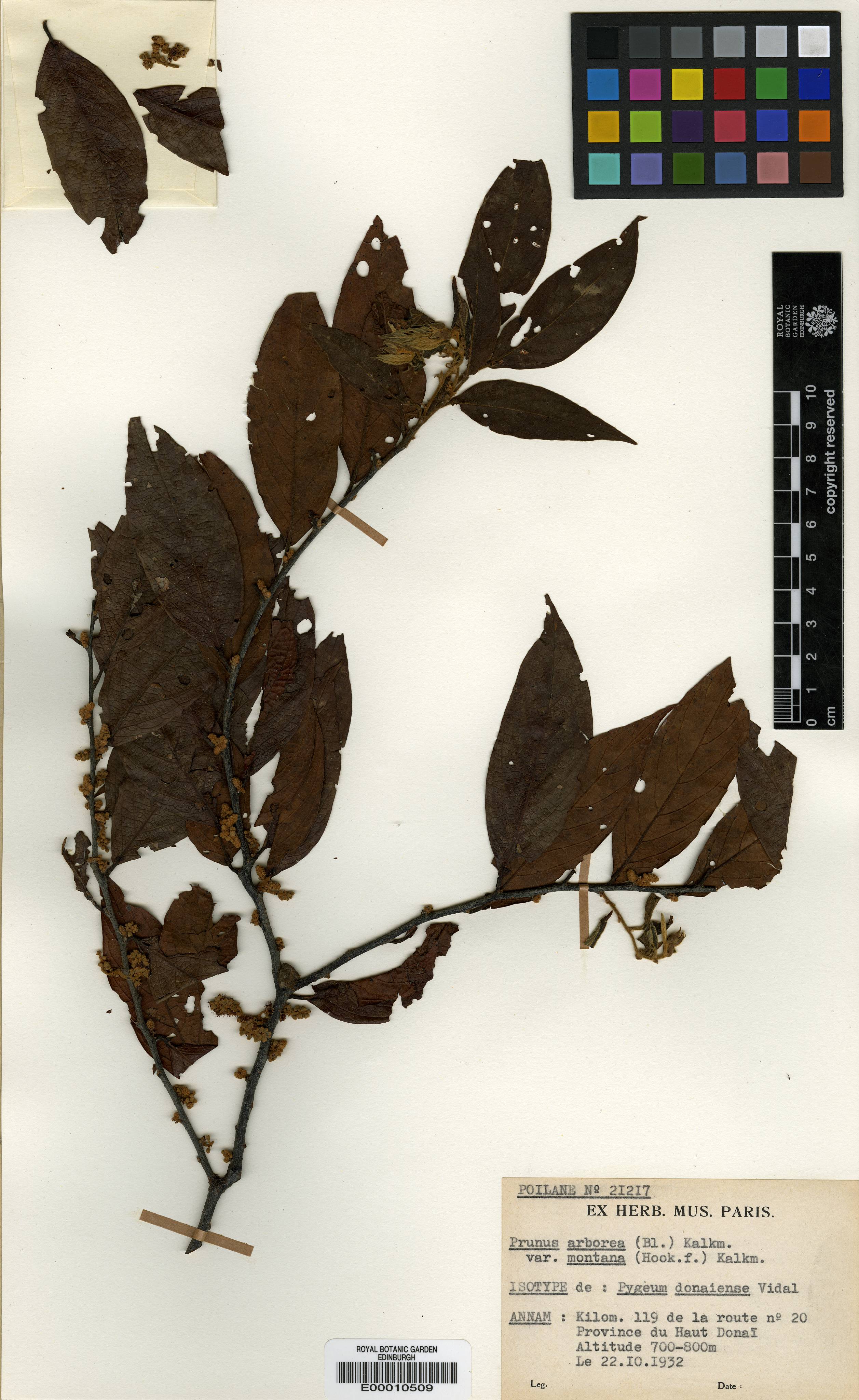 Prunus perreauana — ảnh 2