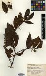 Prunus perreauana — ảnh 3