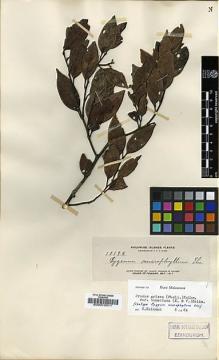 Type specimen at Edinburgh (E). Elmer, Adolph: 13198. Barcode: E00010511.