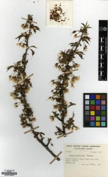 Type specimen at Edinburgh (E). Cultivated Plant of the RBGE (CULTE): C11268. Barcode: E00010528.