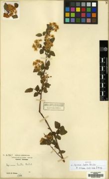 Type specimen at Edinburgh (E). Wilson, Ernest: 2767. Barcode: E00010536.