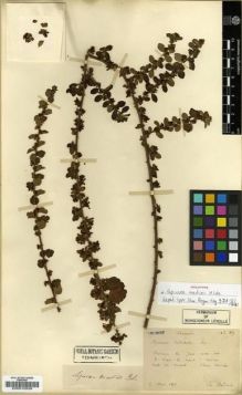 Type specimen at Edinburgh (E). Bodinier, Emile: 89. Barcode: E00010539.