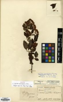 Type specimen at Edinburgh (E). Faurie, Urbain: 315. Barcode: E00010545.