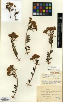 Type specimen at Edinburgh (E). Maire, Edouard-Ernest: . Barcode: E00010546.