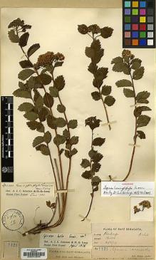 Type specimen at Edinburgh (E). Lepcha, Rhomoo: 1121. Barcode: E00010549.