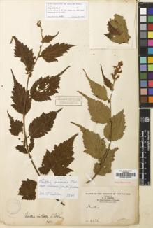Type specimen at Edinburgh (E). Maire, Edouard-Ernest: 2330. Barcode: E00010556.