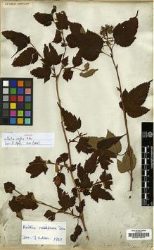 Type specimen at Edinburgh (E). Wallich, Nathaniel: 697. Barcode: E00010557.