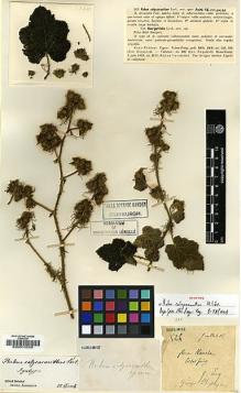Type specimen at Edinburgh (E). Esquirol, Joseph: 525. Barcode: E00010566.