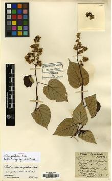 Type specimen at Edinburgh (E). Esquirol, Joseph: 3141. Barcode: E00010570.